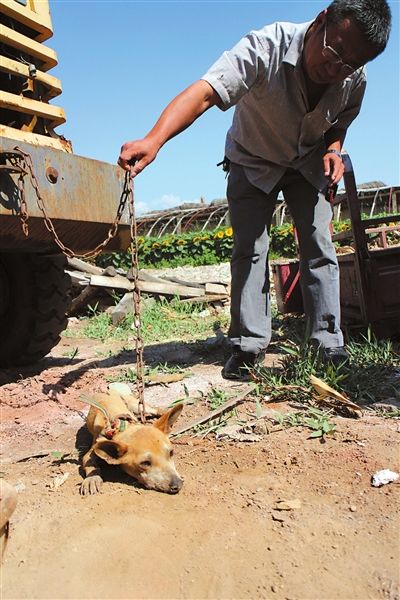 西夏區(qū)農牧局工作人員在仔細觀察該動物。