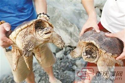 楊先生買來的鱷龜有很強的攻擊性。見習記者 雷鍵 攝