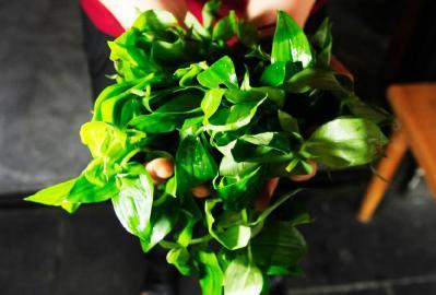 四川多個景區(qū)農(nóng)家樂賣不明野菜 野芹毒芹分不清 四川多個景區(qū)農(nóng)家樂賣不明野菜 野芹毒芹分不清