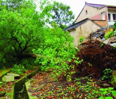 江蘇溧陽一村莊遭遇12級龍卷風 大樹被連根拔起