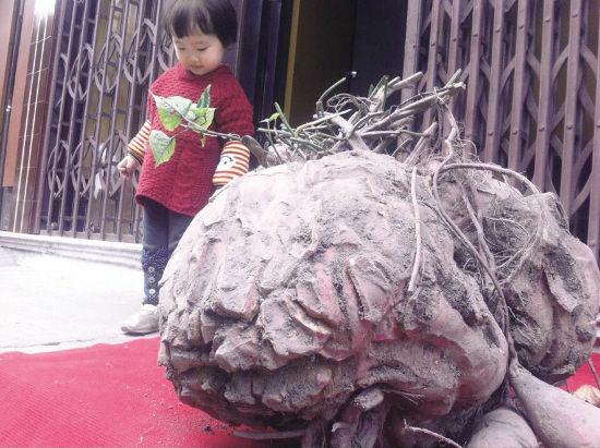 浙江一男子挖出106斤“超級番薯”(圖) 浙江一男子挖出106斤“超級番薯”(圖)