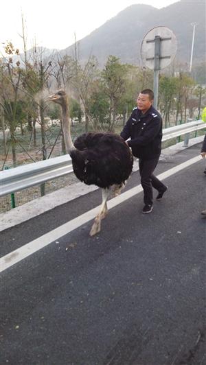 鴕鳥(niǎo)被施救人員引導(dǎo)著下高速