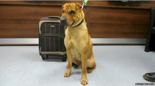 蘇格蘭動(dòng)物權(quán)益慈善組織已經(jīng)通過(guò)芯片查出這只小狗的名字叫凱。