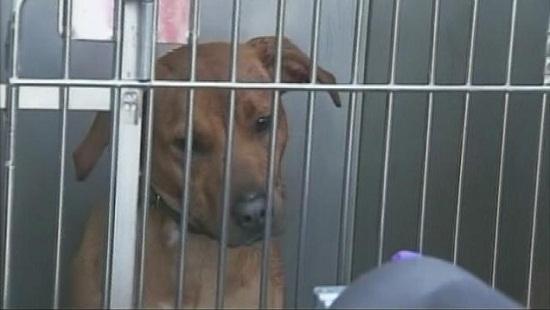 圖為當時襲擊艾琳的兩只惡犬其中之一。