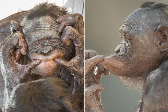 黑猩猩擺各種姿勢(shì)拍照。