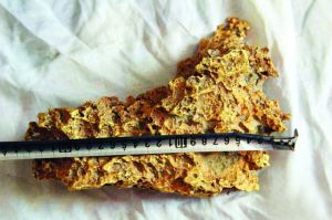 新疆牧民撿到8公斤狗頭金 新疆牧民撿到8公斤狗頭金