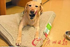 機(jī)智的導(dǎo)盲犬尤蘭達(dá)。