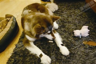 說(shuō)到蘋(píng)果表，昨天的網(wǎng)友大為感嘆：人比人，氣死人了。不！是人比狗，氣死人。