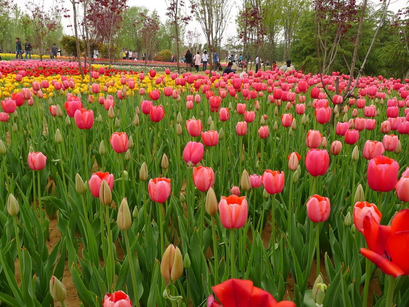 粽子節(jié)遇上兒童節(jié)，你想好去哪了么？