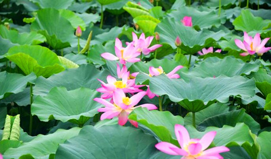 第八屆中國(guó)·淮陽(yáng)龍湖賞荷旅游月開幕 為期兩個(gè)月 第八屆中國(guó)·淮陽(yáng)龍湖賞荷旅游月開幕 為期兩個(gè)月