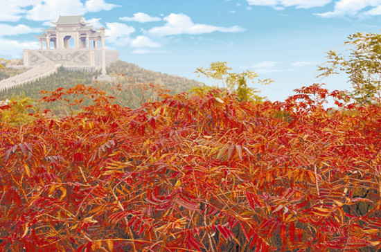 相約淇縣邂逅最美金秋 相約淇縣邂逅最美金秋