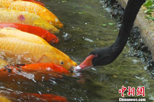 深圳動物園黑天鵝喂食錦鯉魚“日久生情”場面溫馨 深圳動物園黑天鵝喂食錦鯉魚“日久生情”場面溫馨