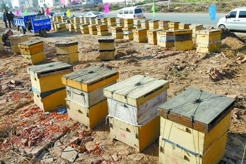 這些蜜蜂箱沿路依次擺放,綿延近千米。