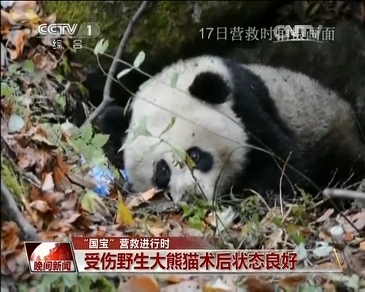 “國寶”營救進(jìn)行時(shí)