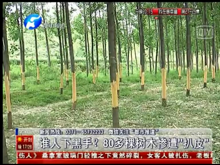 80多棵樹(shù)被“扒皮” 誰(shuí)痛下黑手？