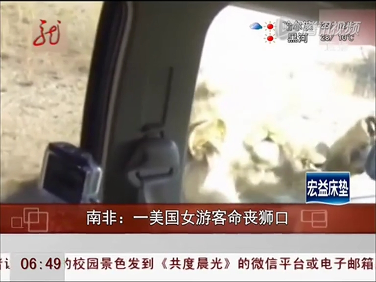 開(kāi)車窗給獅子拍照 女游客被一口咬住瞬間喪命