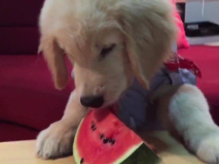 超萌金毛啃西瓜！夏天來了汪星人也要消暑??！