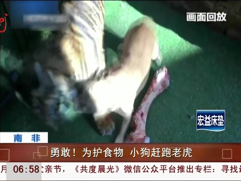 勇敢！為護(hù)食物 小狗趕跑老虎