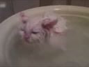 喜歡在盆里暖浴喵咪！這貨太懶了