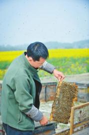 低價(jià)蜂蜜 低價(jià)蜂蜜