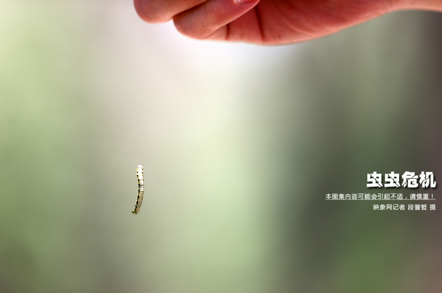 當小蟲子從樹上垂絲而下懸在半空中時，給路上的行人帶來諸多不便