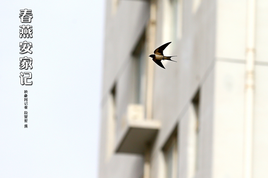 為了愛巢，每天奔波在樓宇間不斷努力