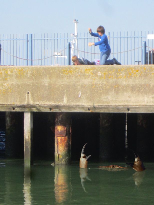 英國(guó)再現(xiàn)巨蟹照片 目測(cè)或有15米長(zhǎng)