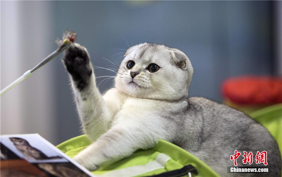 2014秋季明斯克貓咪展：喵星人穿奇裝異服爭(zhēng)寵