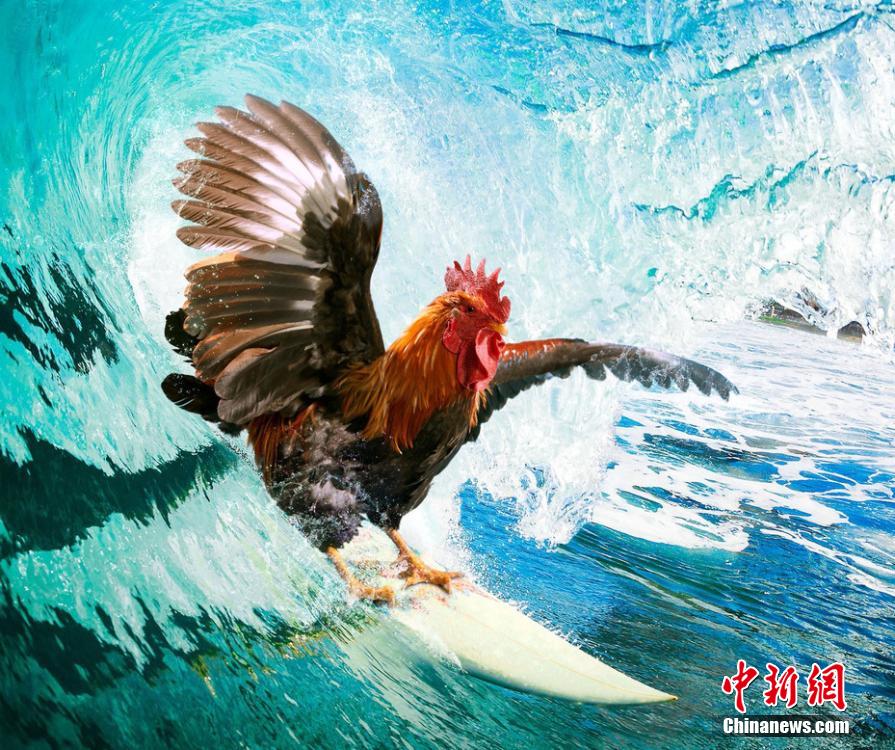 有趣！英國(guó)一公司推出公雞日歷